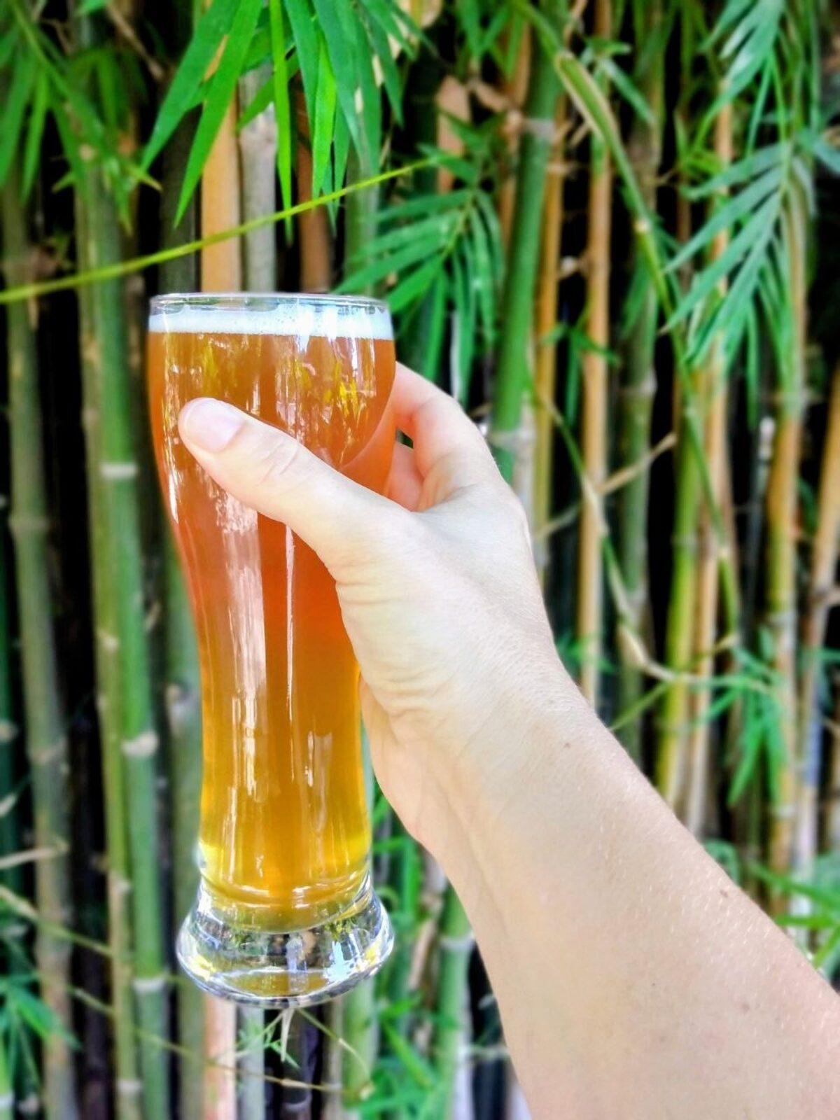 A craft beer brewed at Pomme, held against the garden bamboo